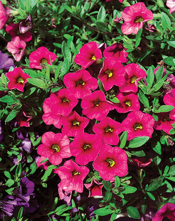 million-bells-cherry-pink-calibrachoa