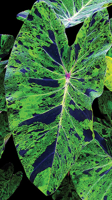 mojito-elephants-ear