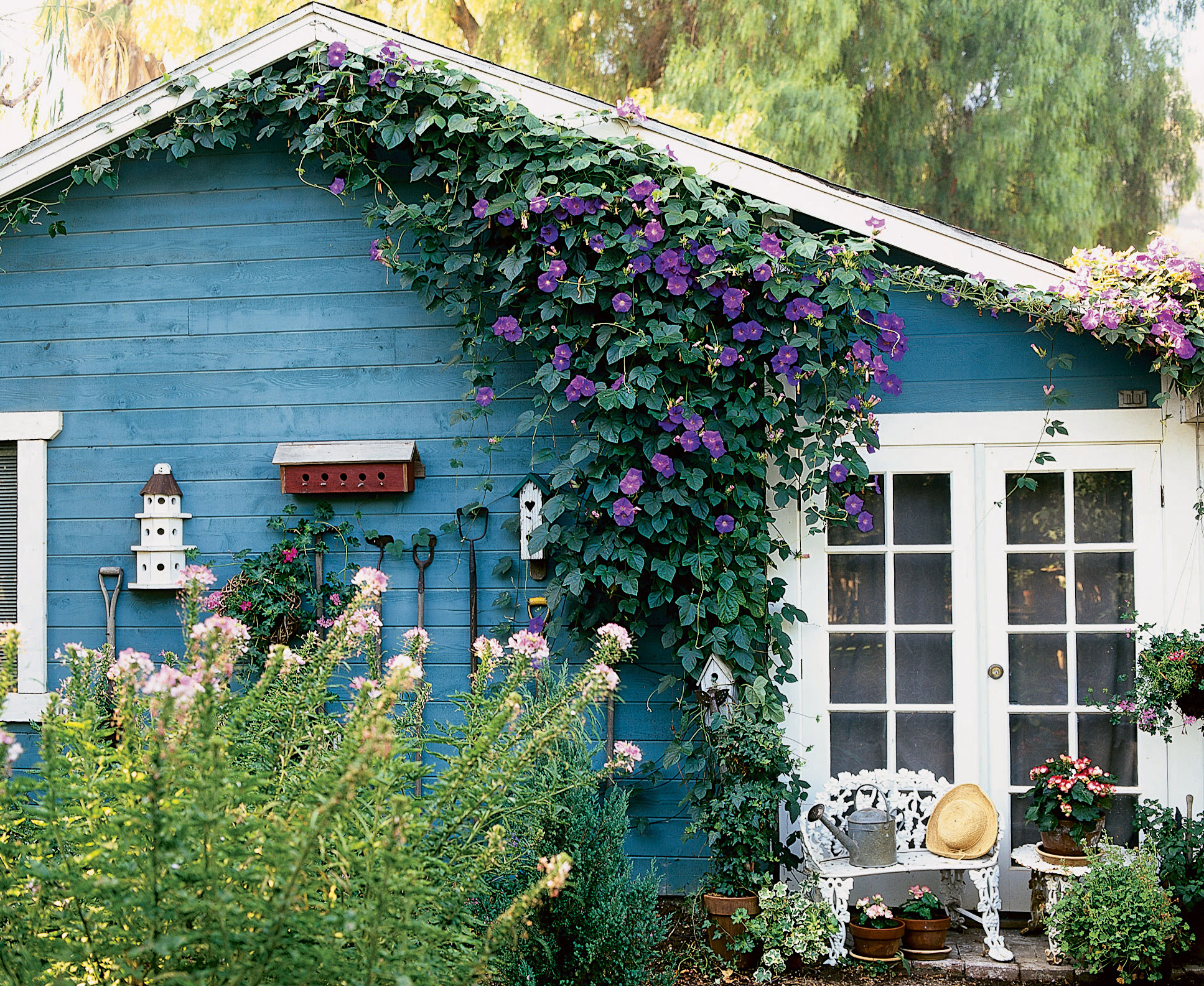 How to Use Morning Glory Vines - Sunset Magazine