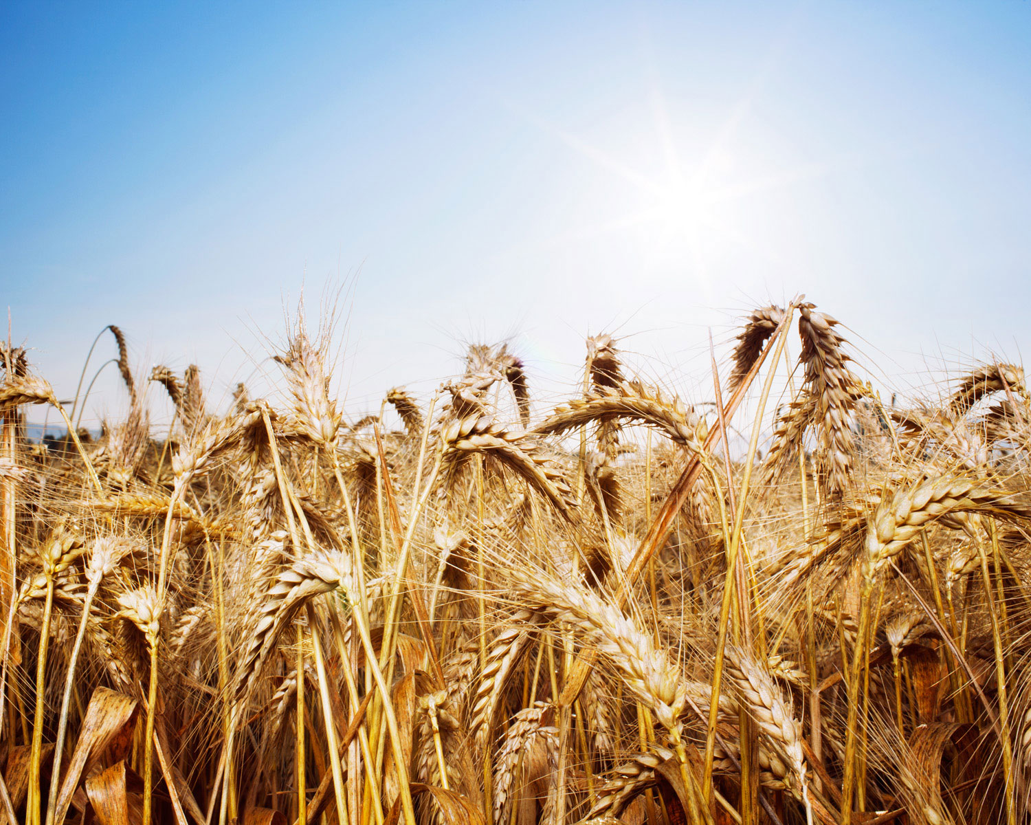 new-wheat-flour-varieties-sunset-magazine