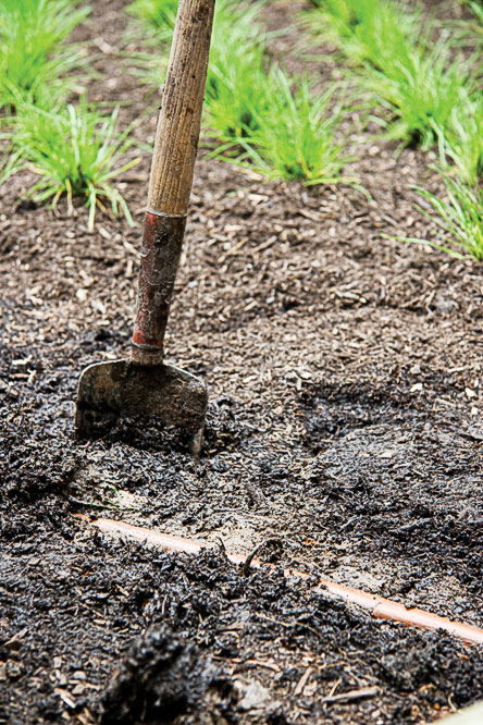 Plant A No Mow Lawn Sunset Magazine No Mow Lawn Dig