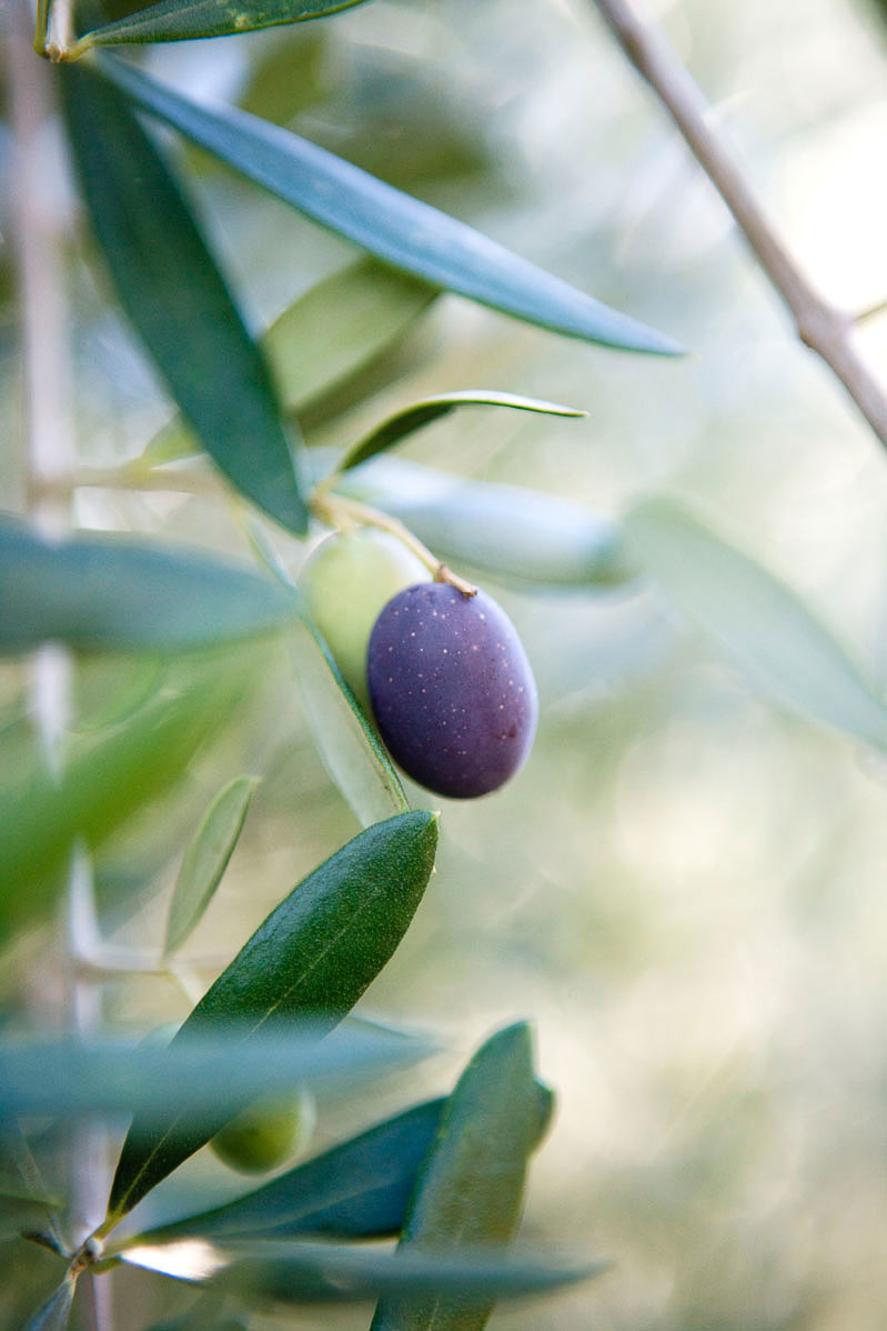 Download printable guides to all our projects, from bees to cheese