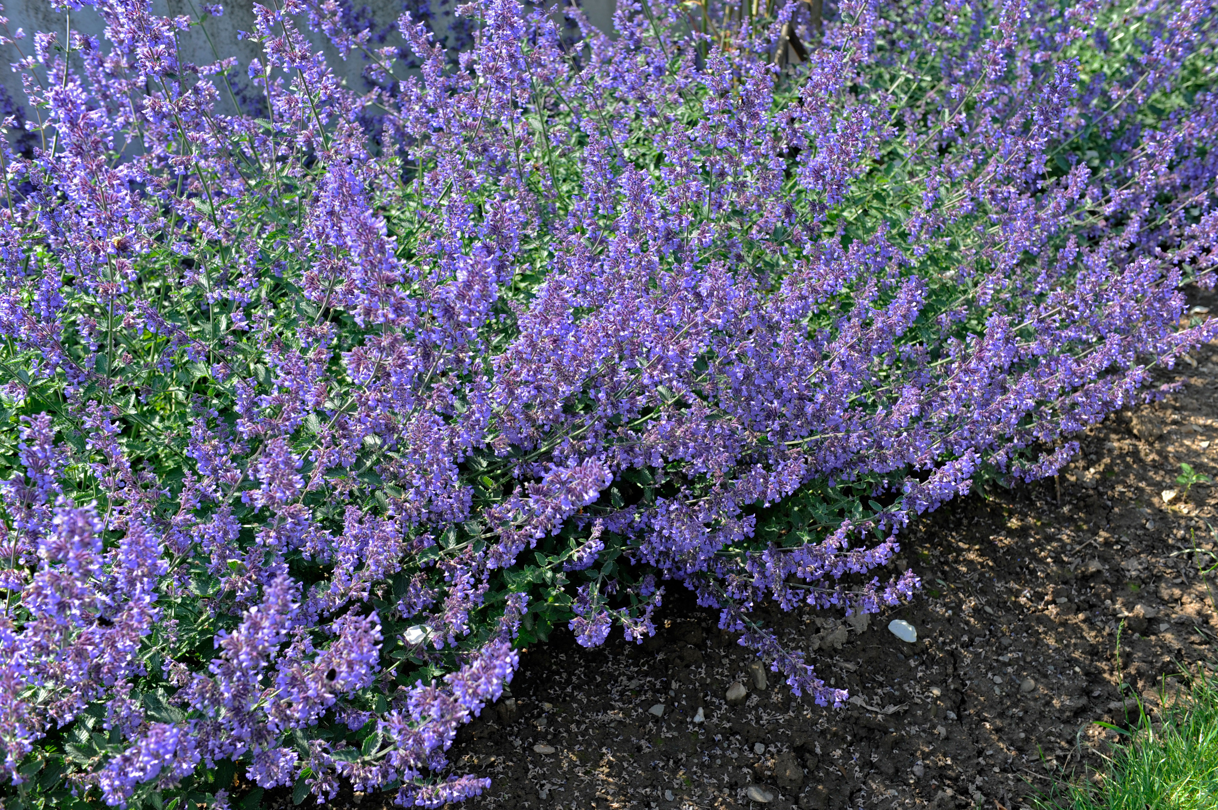 catmint
