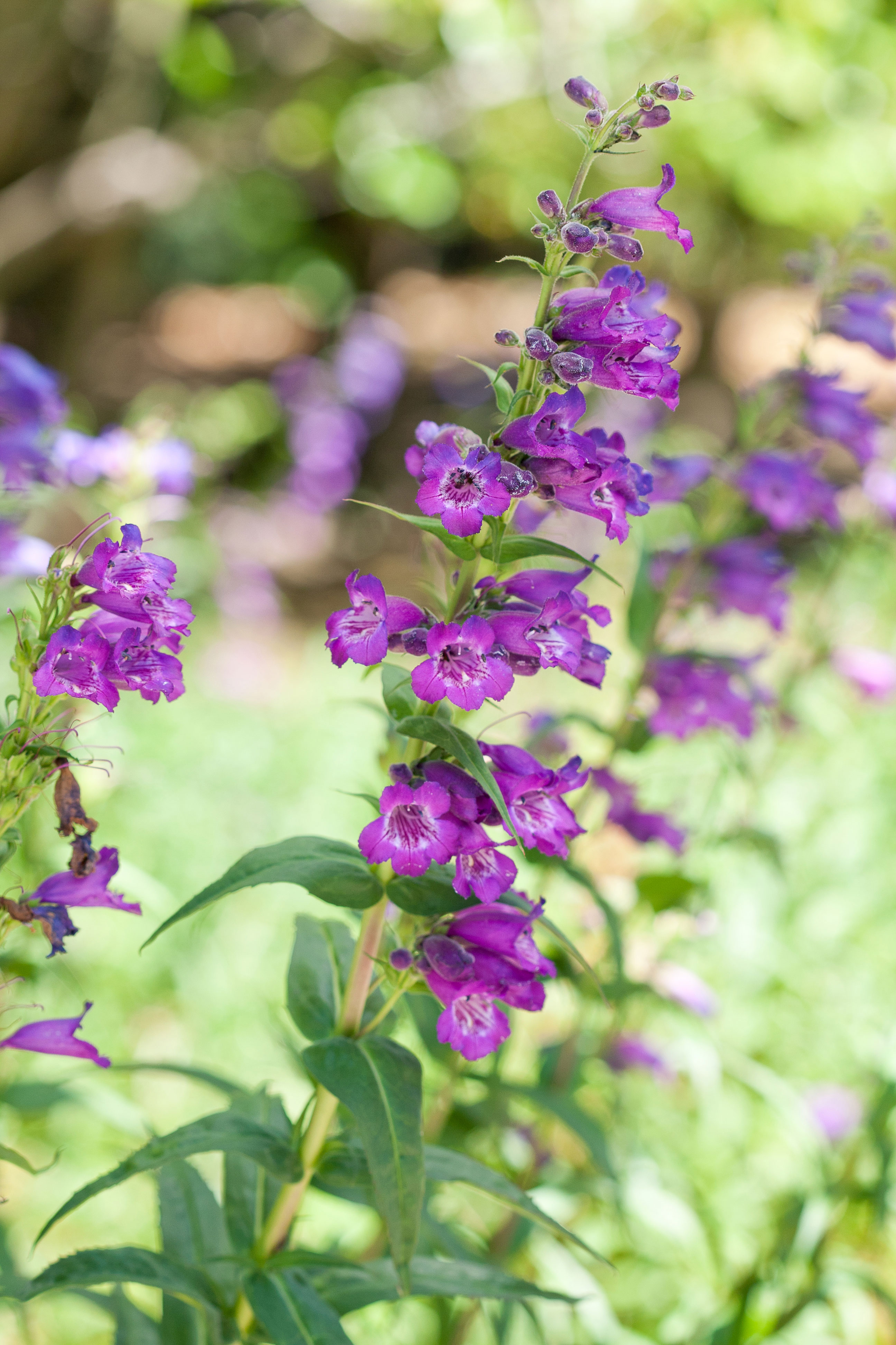 beardtongue-penstemon-gloxinioides