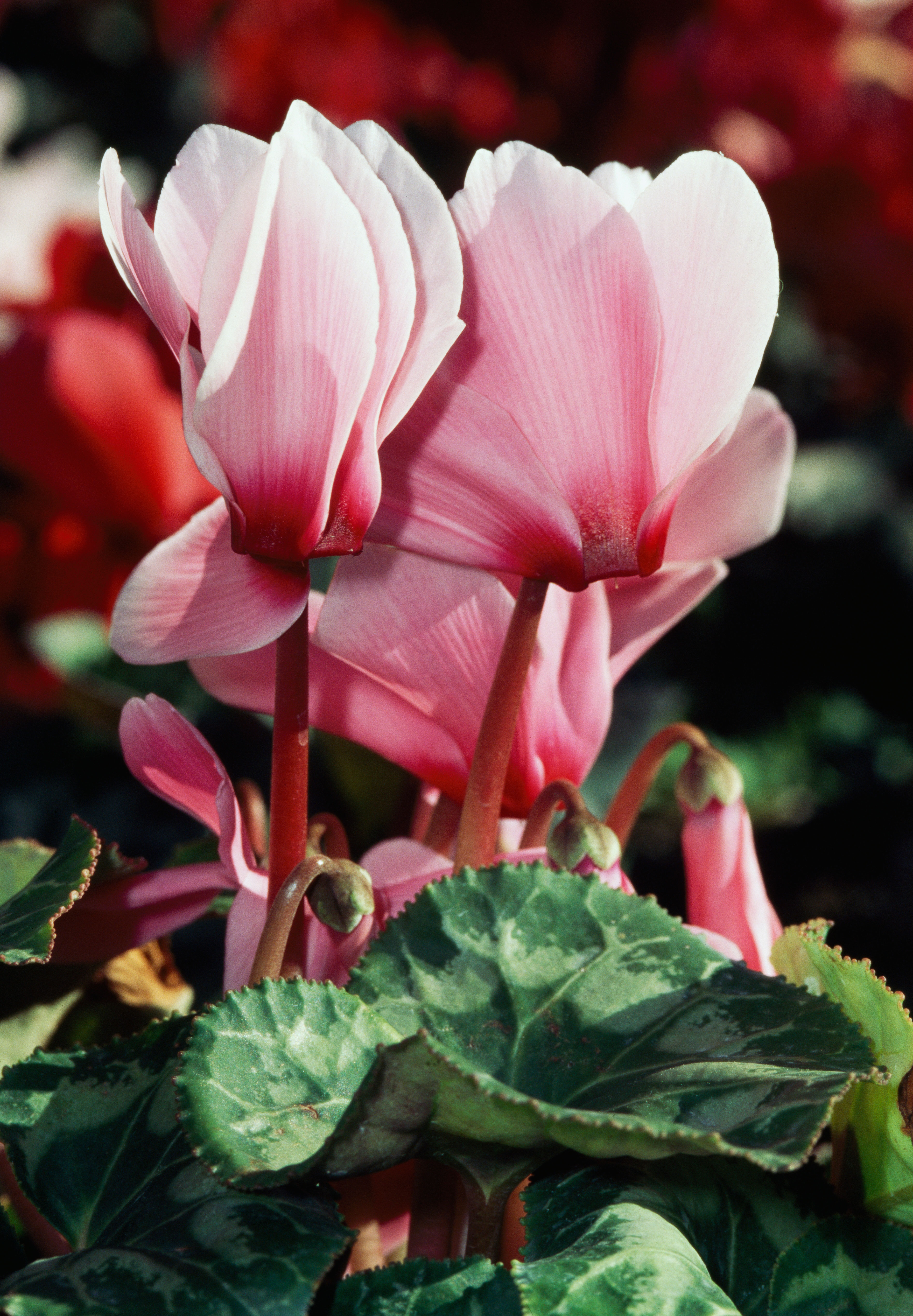 cyclamen
