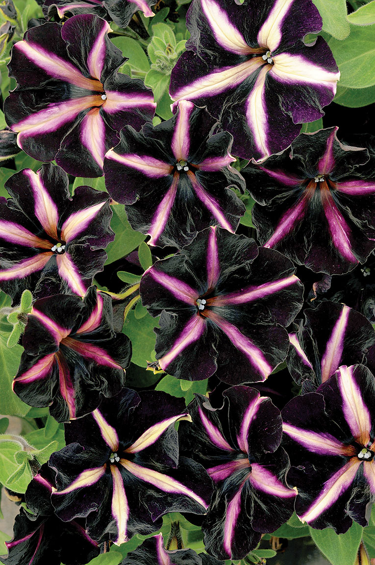 pinstripe-petunia