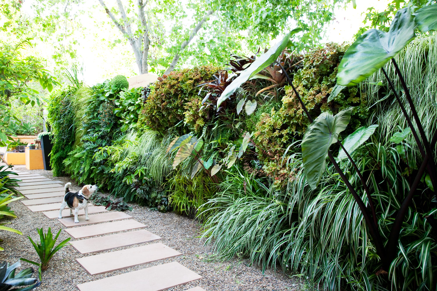 How to Plant a Lush Living Wall