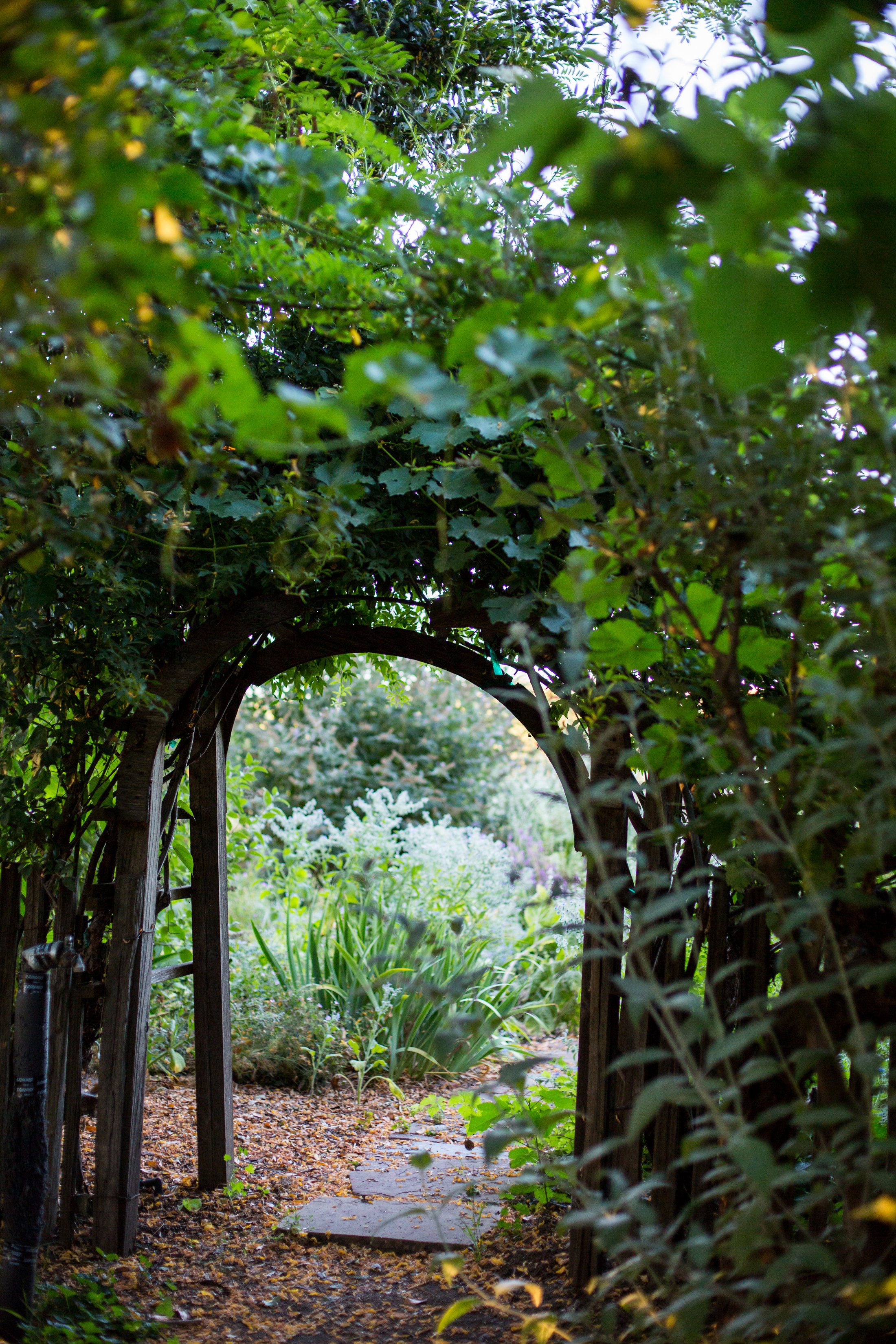 preston-of-dry-creek