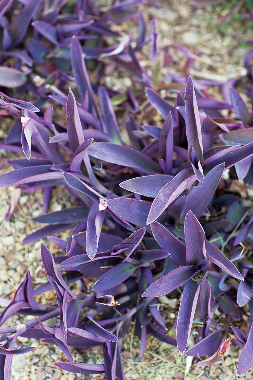 purple drought-tolerant plant