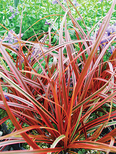 belindas-find-red-hook-sedge