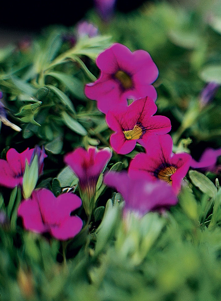 5 Flowers to Plant in Spring