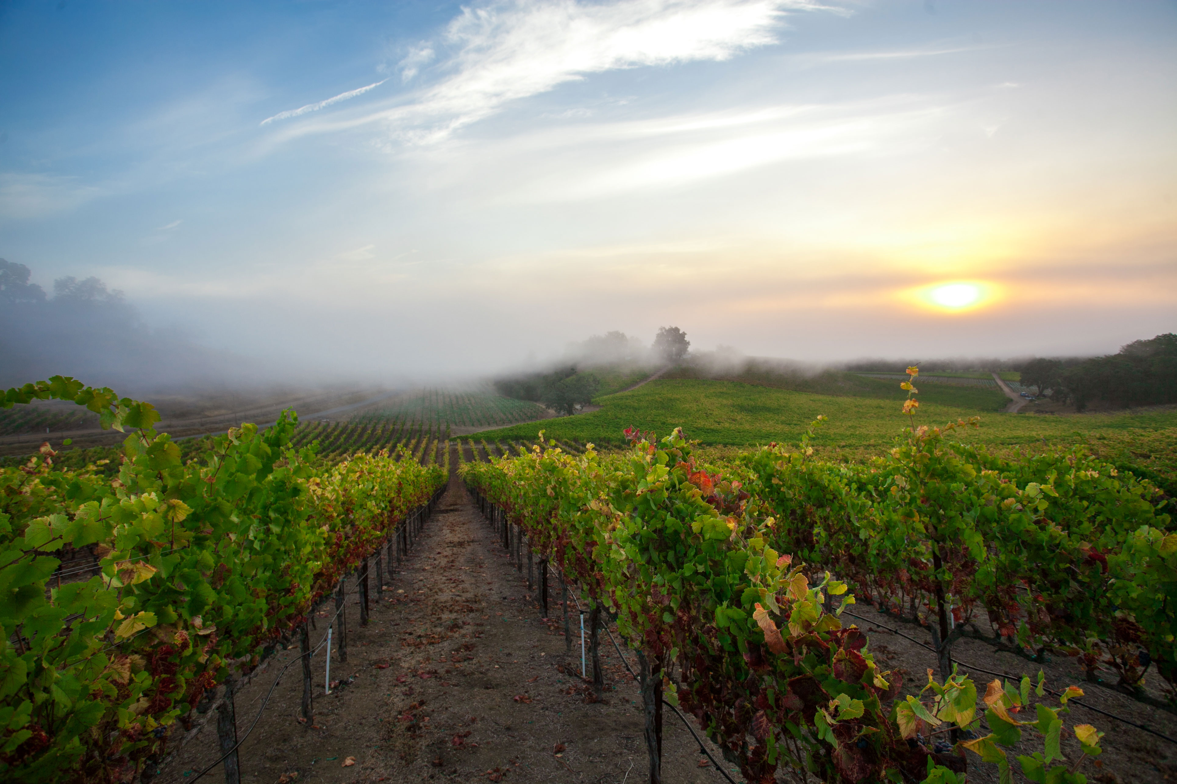 3 Top-Notch Road Trips You Can Do Now in Sonoma County