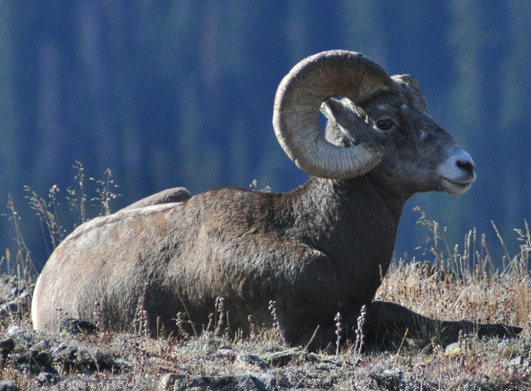 glimpse-bighorn-sheep