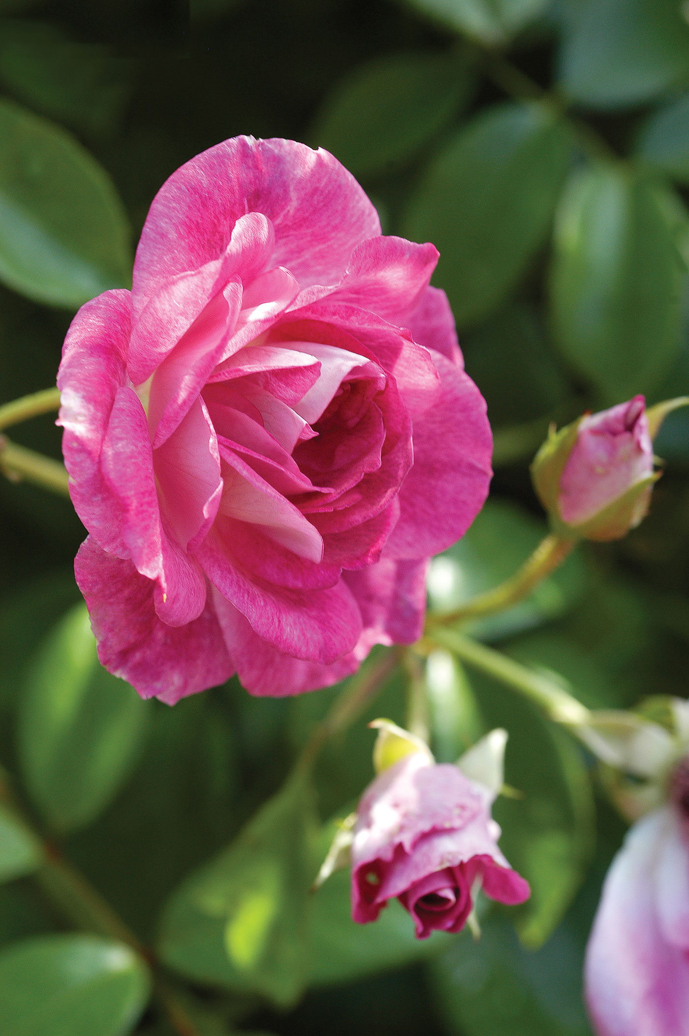 2-brilliant-pink-iceberg