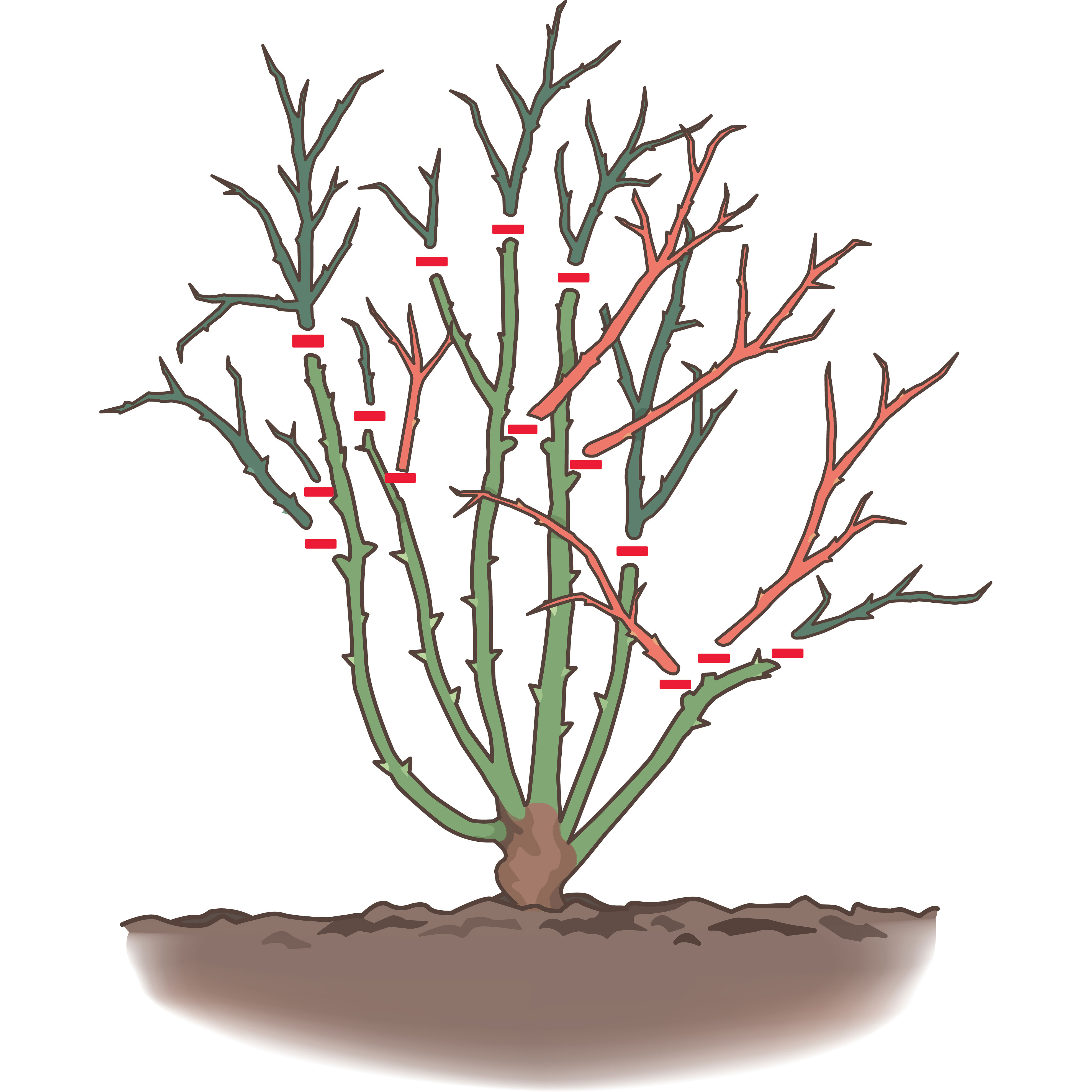 Step by Step Guide To Pruning Rose Bushes With Clear Pictures For Step by Step Guide To Pruning Rose Bushes With Clear Pictures For