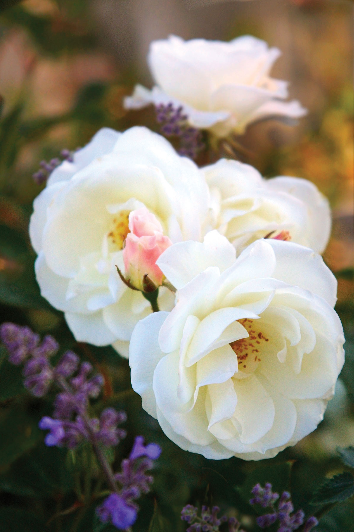 6 Favorite Floribunda Roses