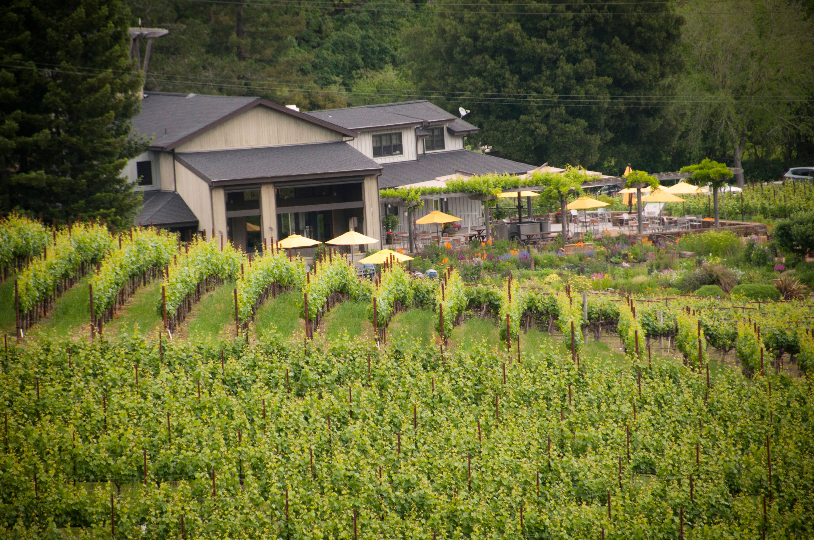 Top Wineries of the Russian River Valley Sunset Magazine