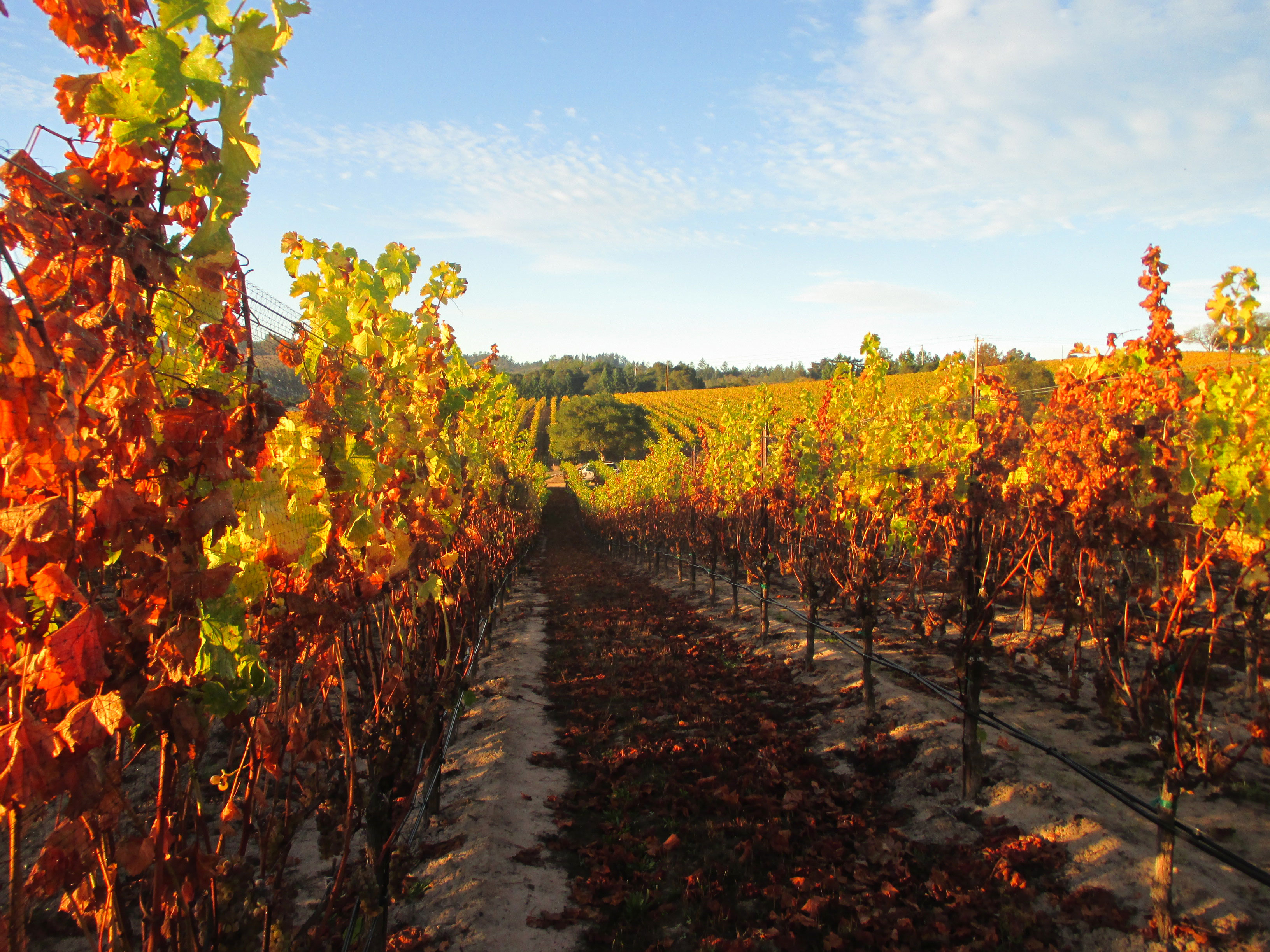 merry-edwards-winery