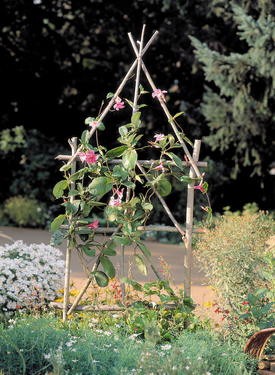 Make a Rustic Trellis
