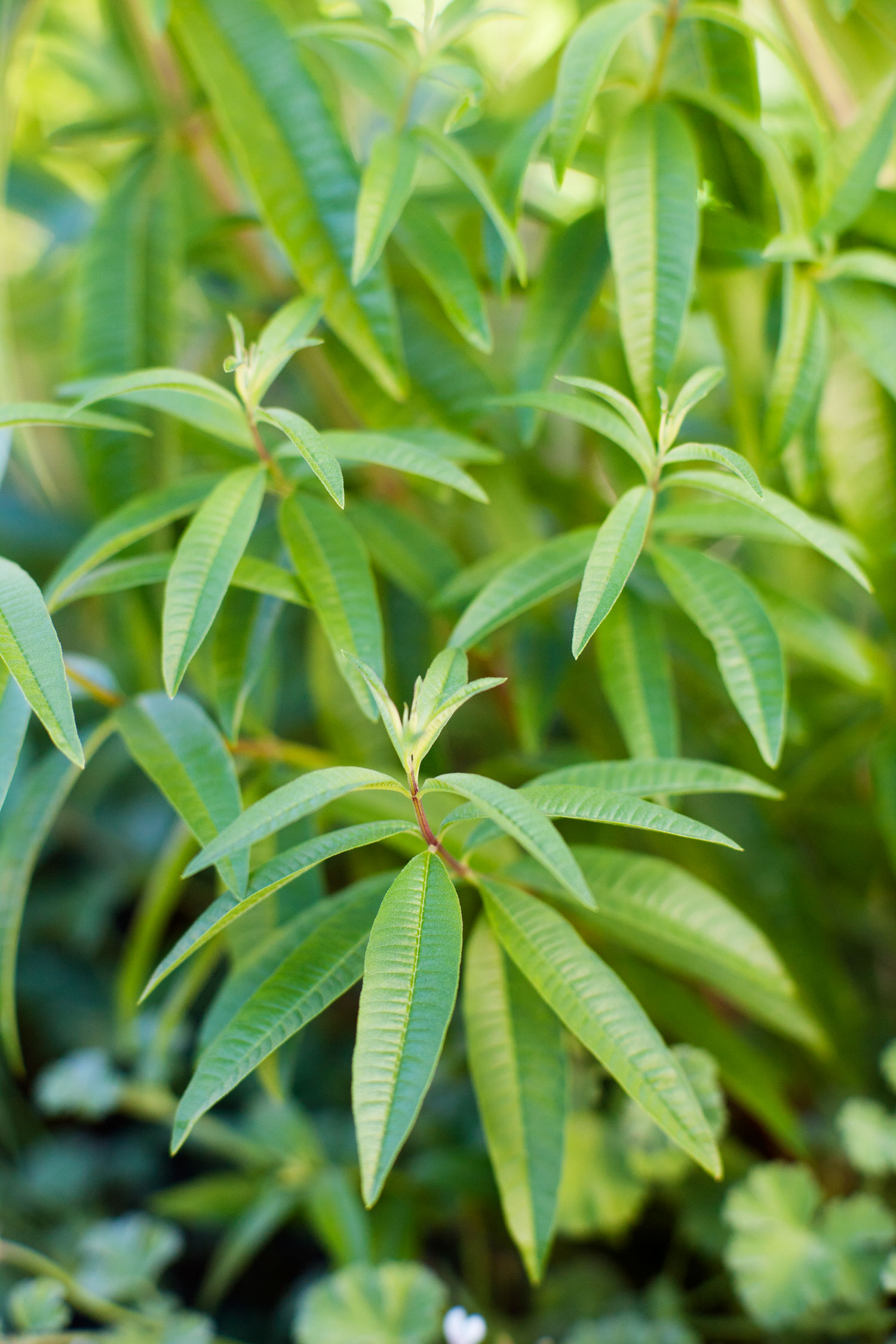 cooking-with-lemon-verbena