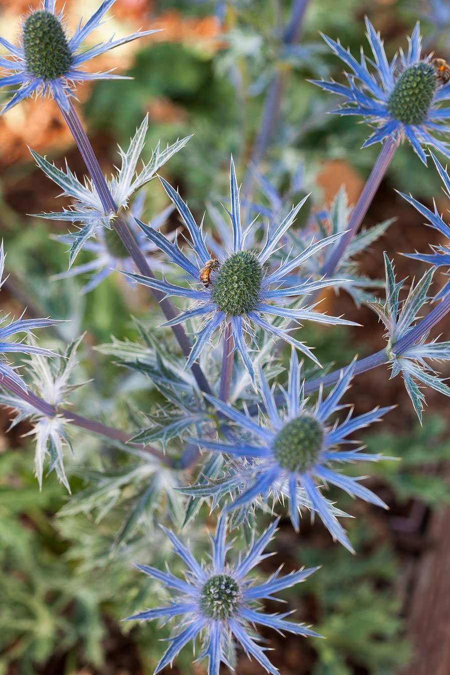 sea-holly