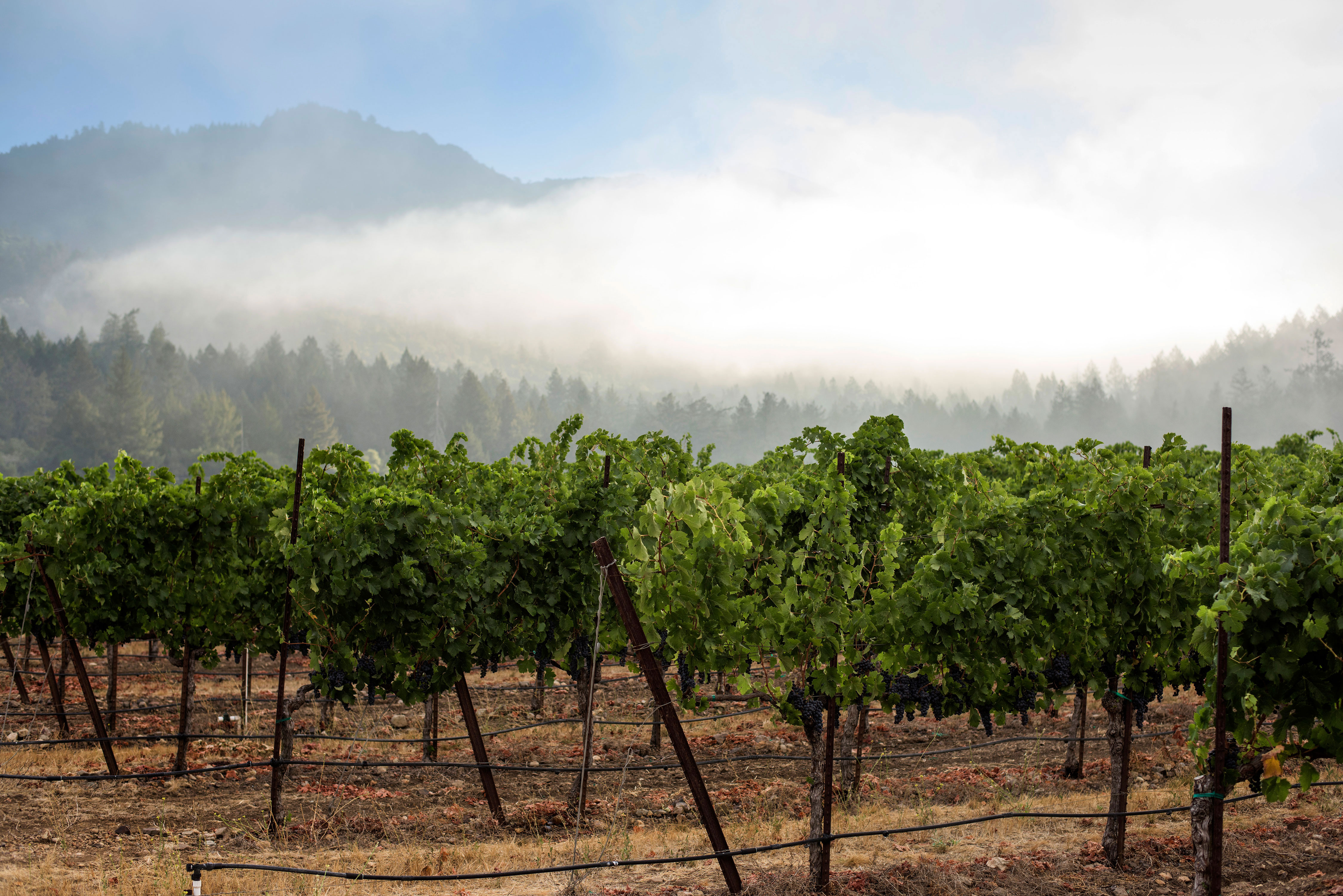 6 Favorite Sonoma Valley Wineries