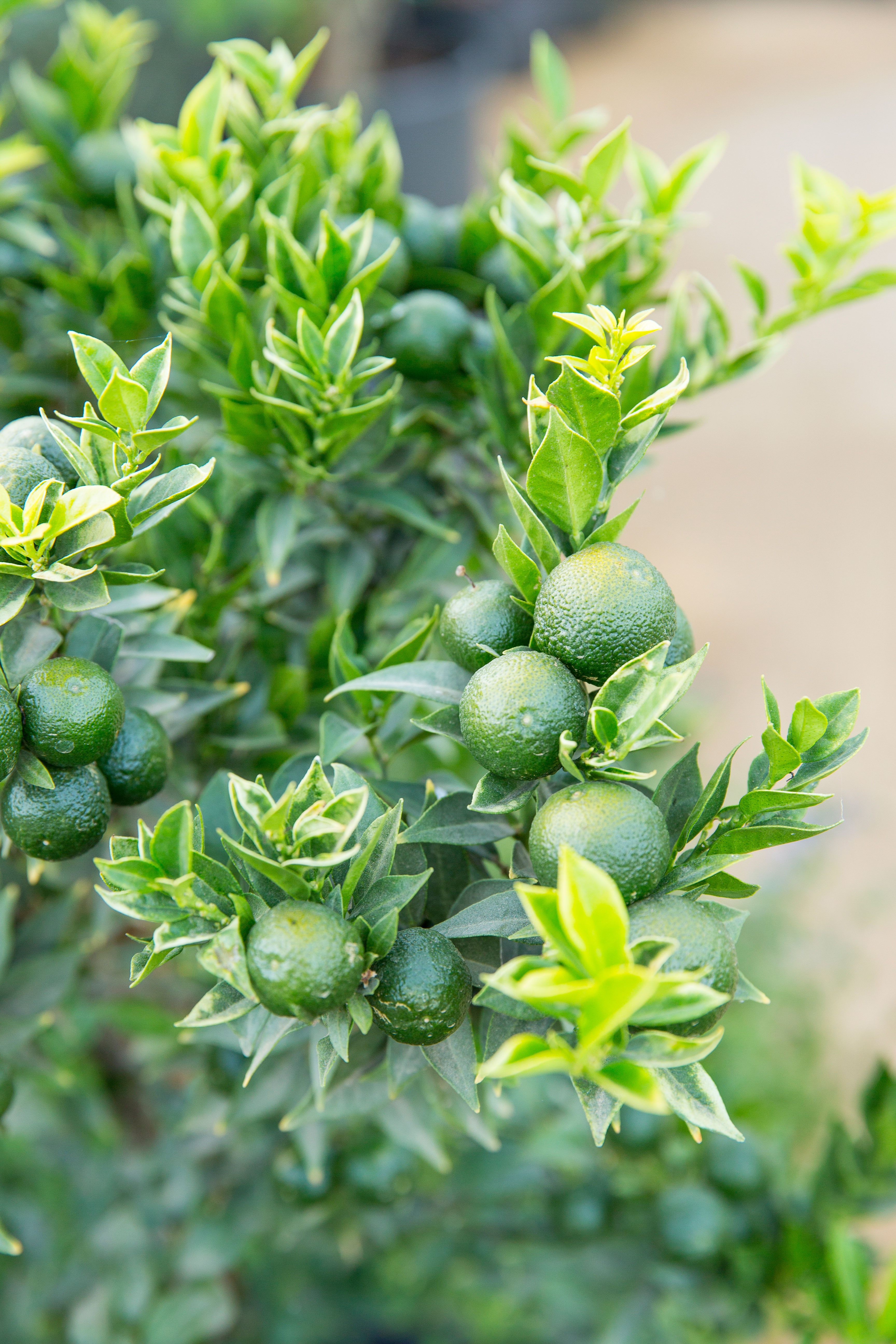 Our Guide to Growing Citrus in the Garden