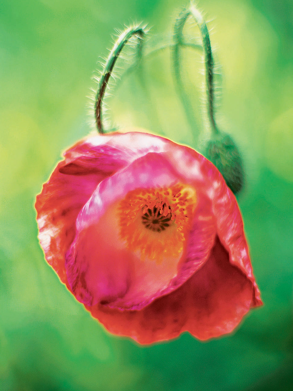 iceland-poppy