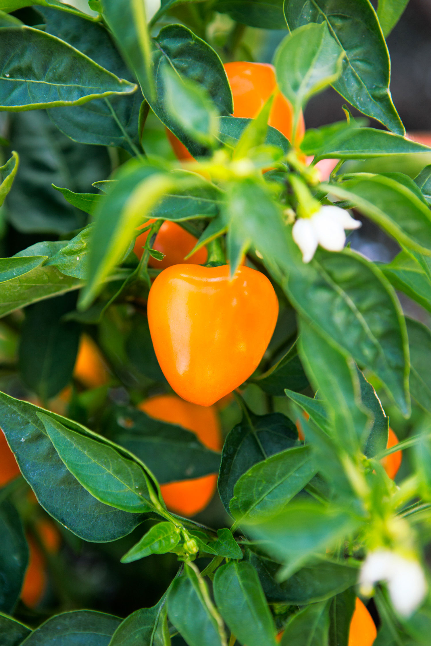 taste-a-big-hit-baby-bell