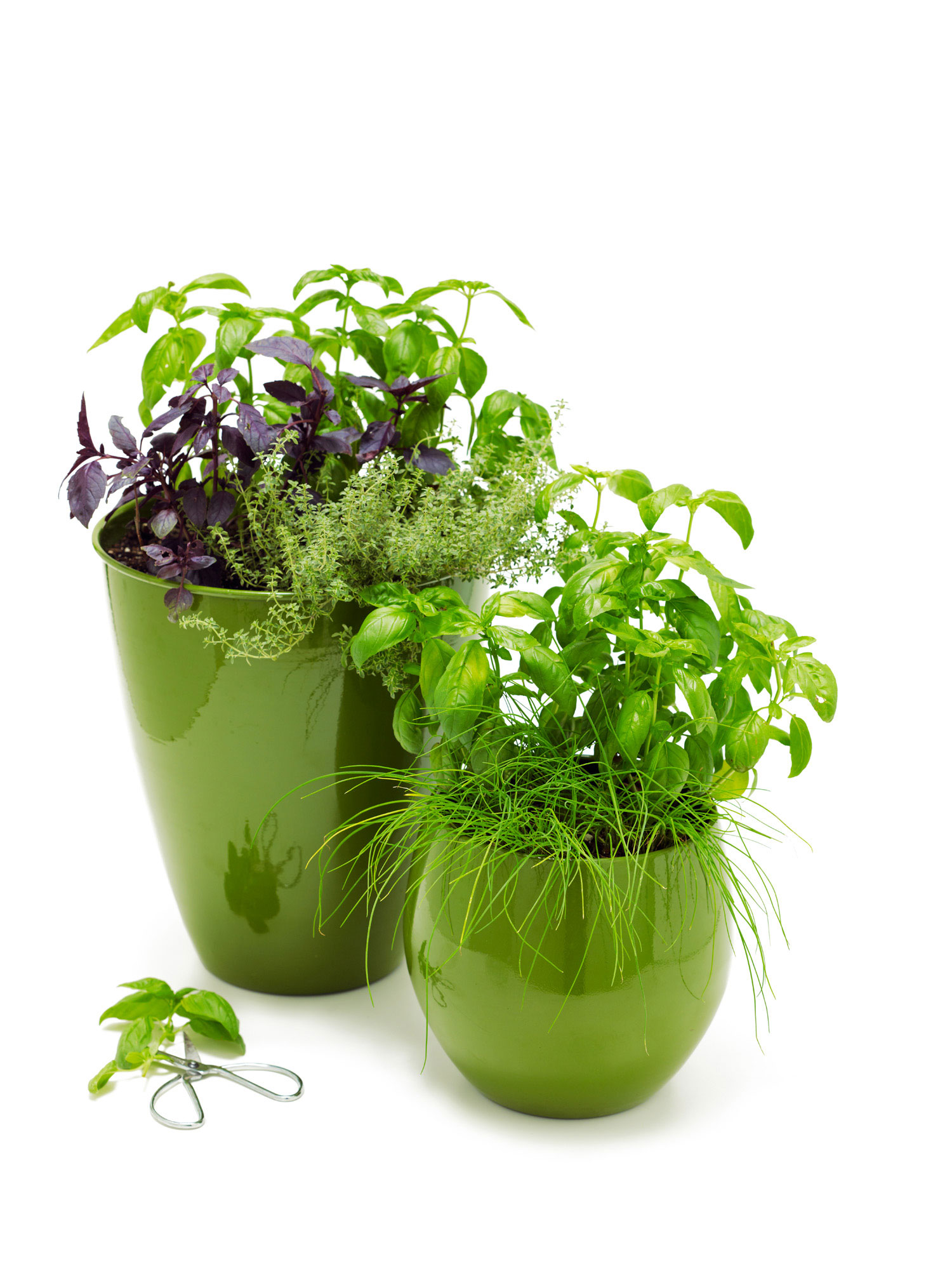 give-herbs-instant-style