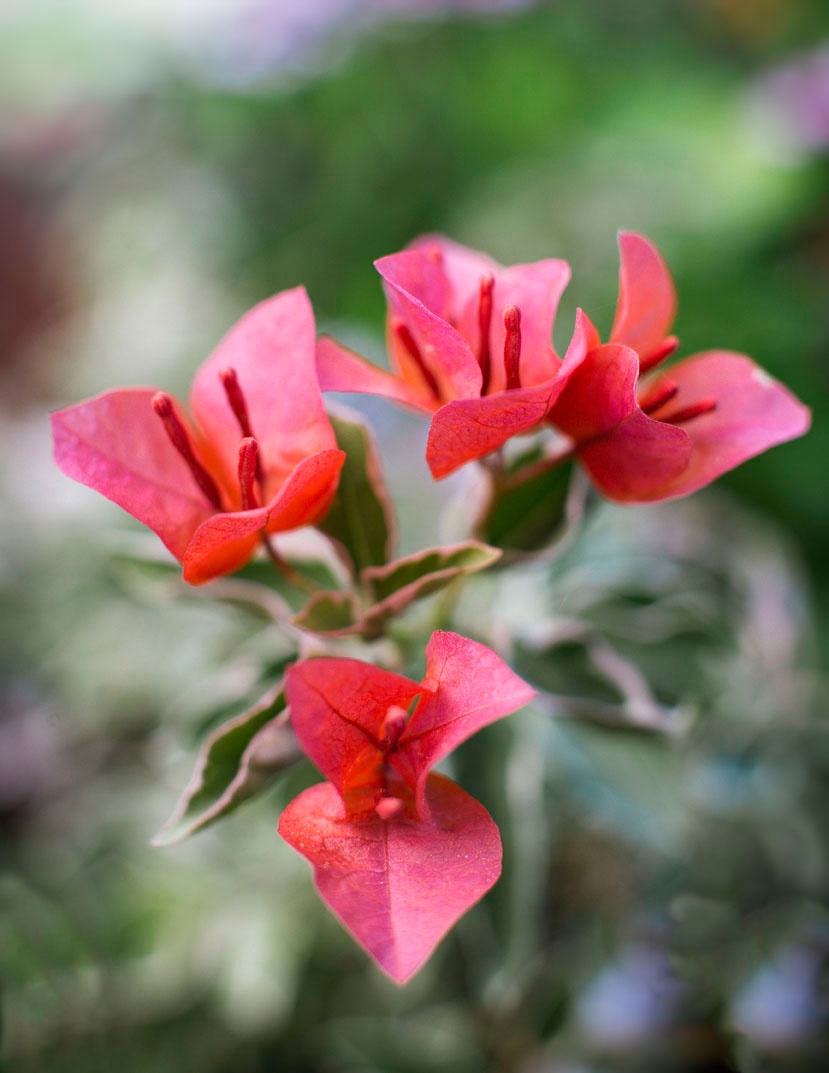 tiny-yet-mighty-bougainvillea