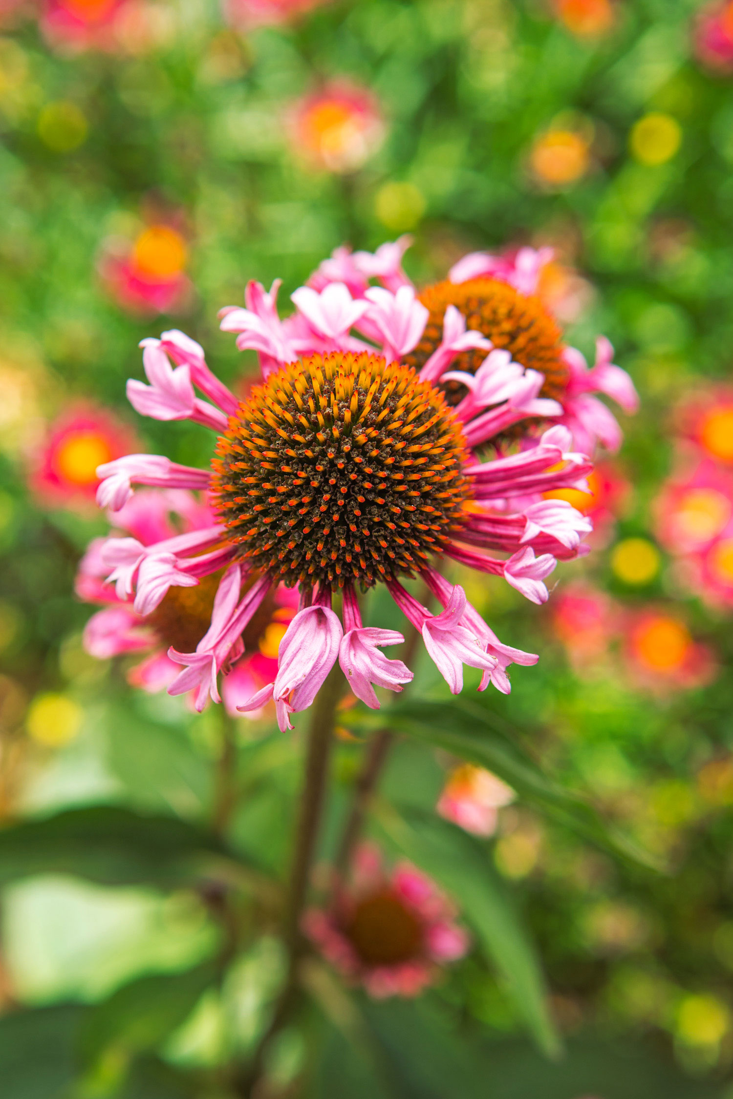 grow-a-game-changing-bloom