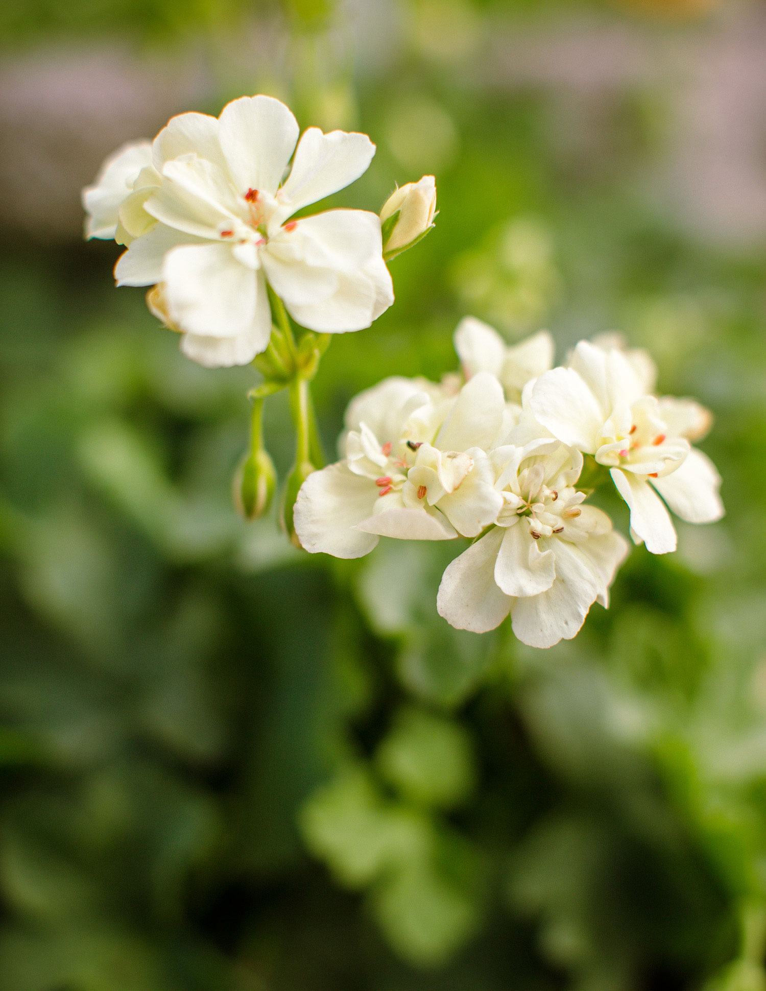 truly-different-geranium