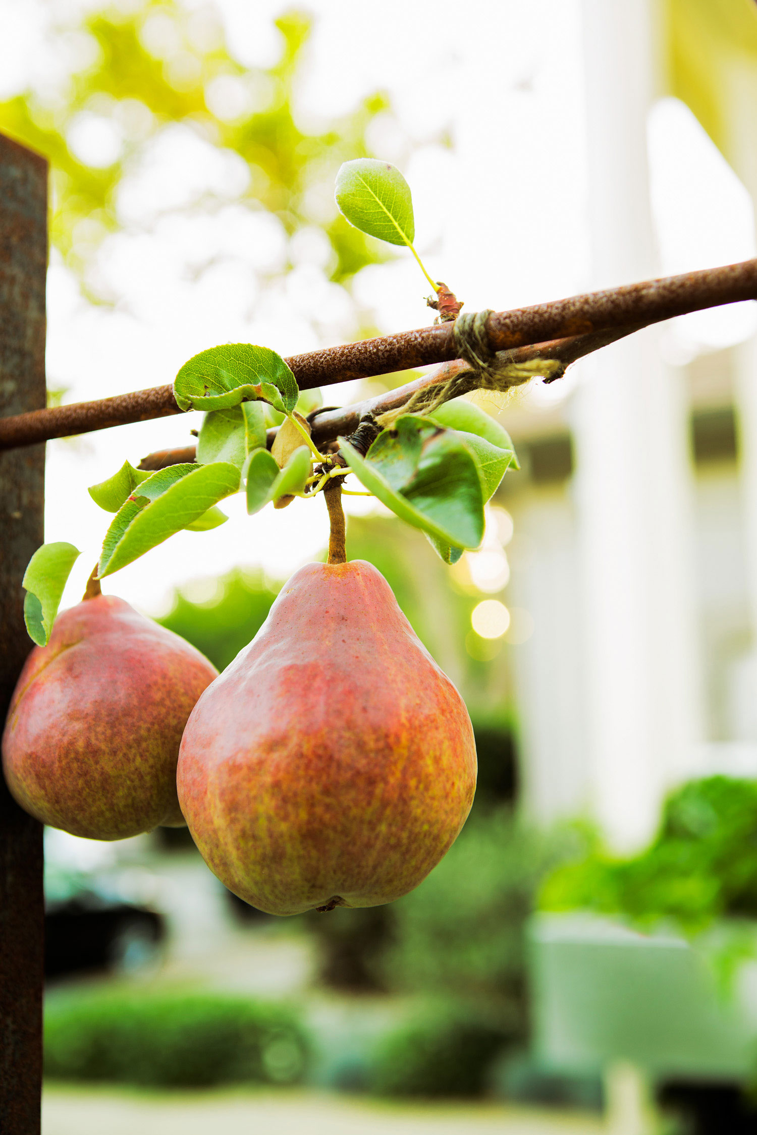anatomy-of-a-hard-working-kitchen-garden