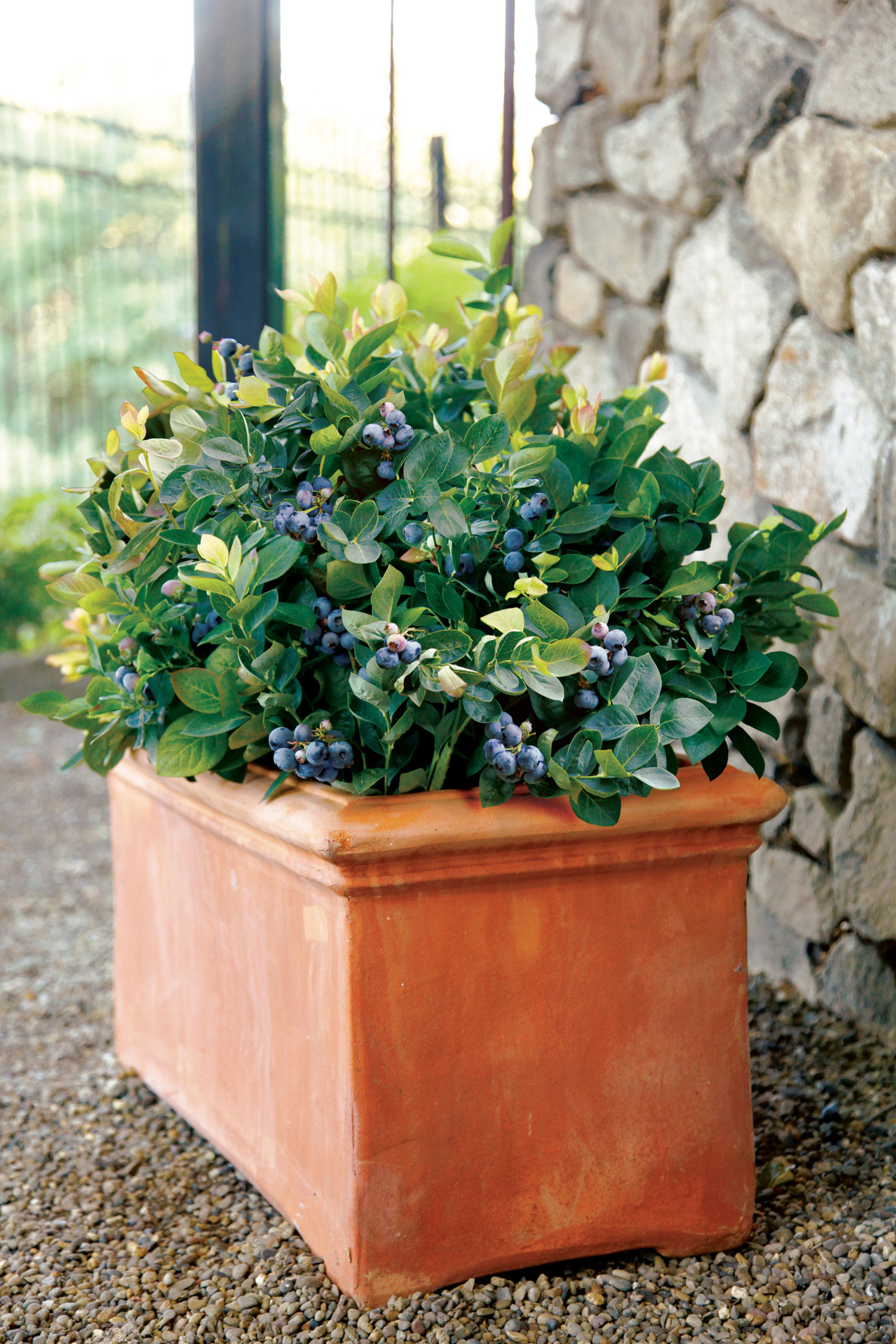 savor-special-berries