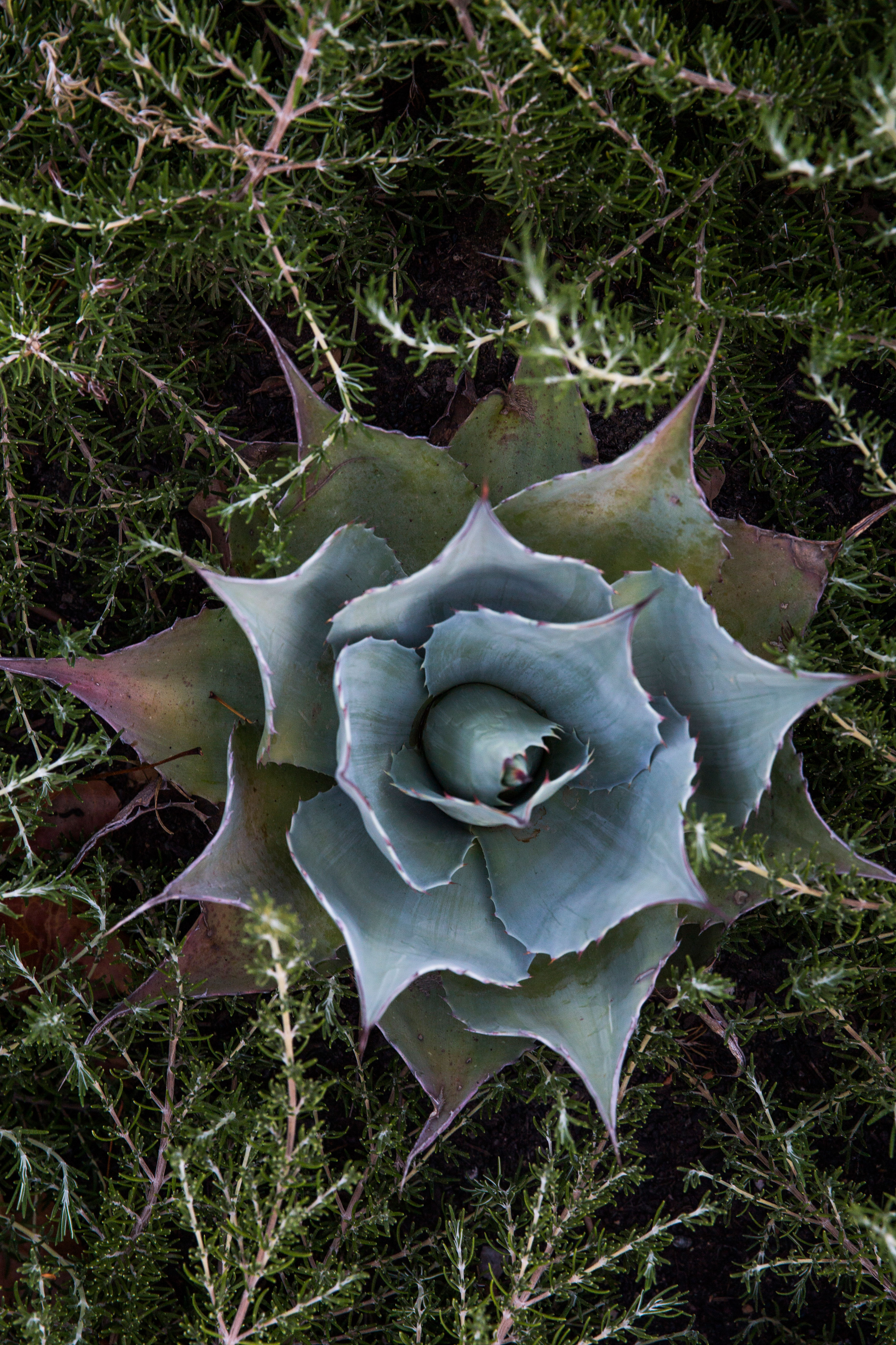 succulent-from-above