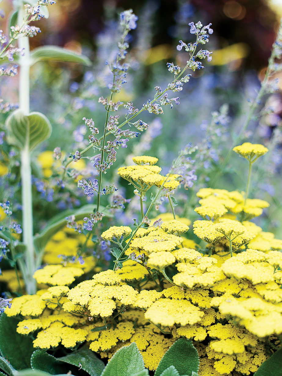 moonshine-yarrow-achillea-x-moonshine