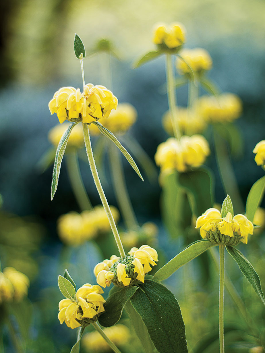 16 Flowers to Paint Your Garden Yellow - Sunset Magazine