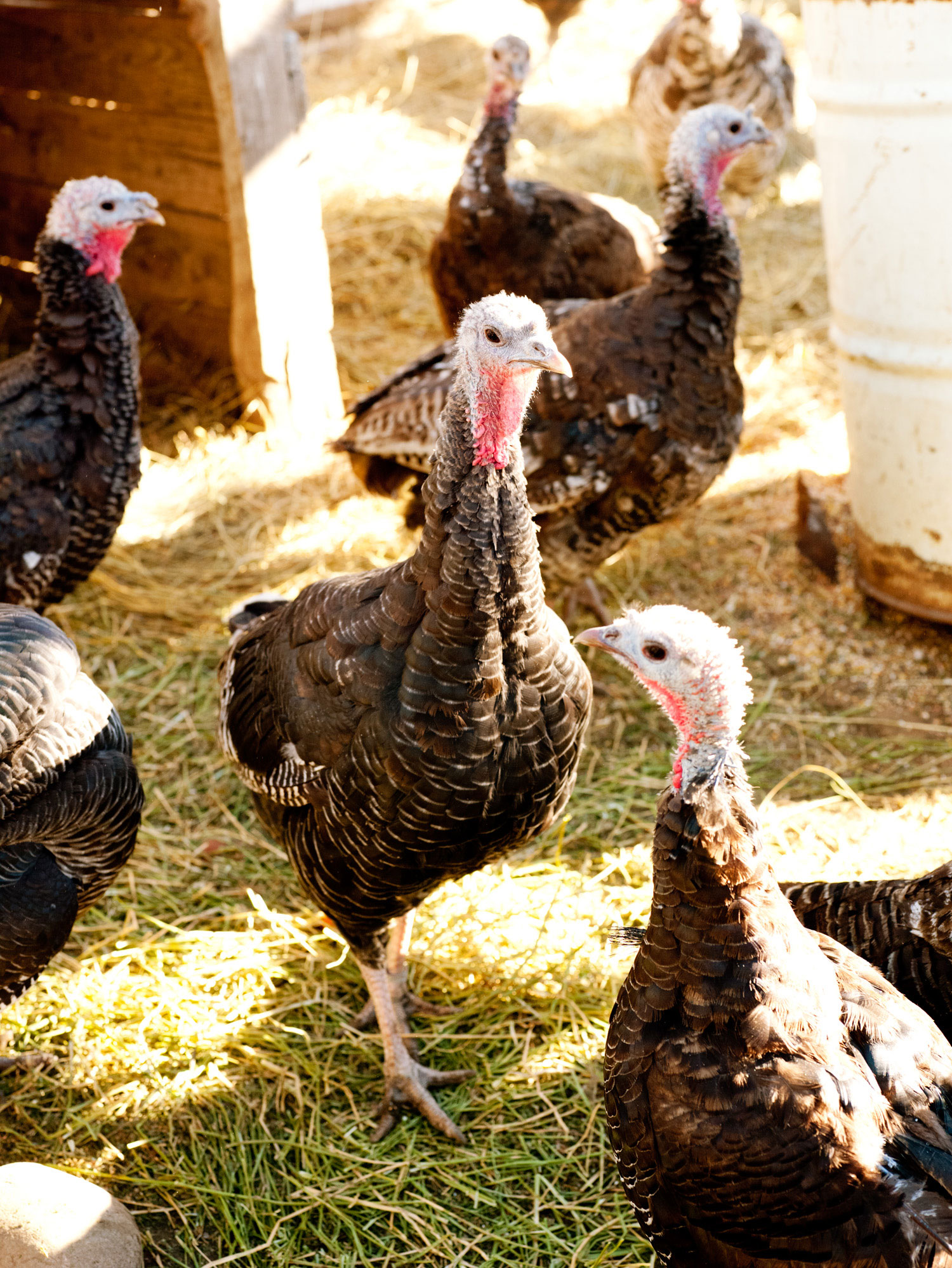 more-heritage-turkey-sources