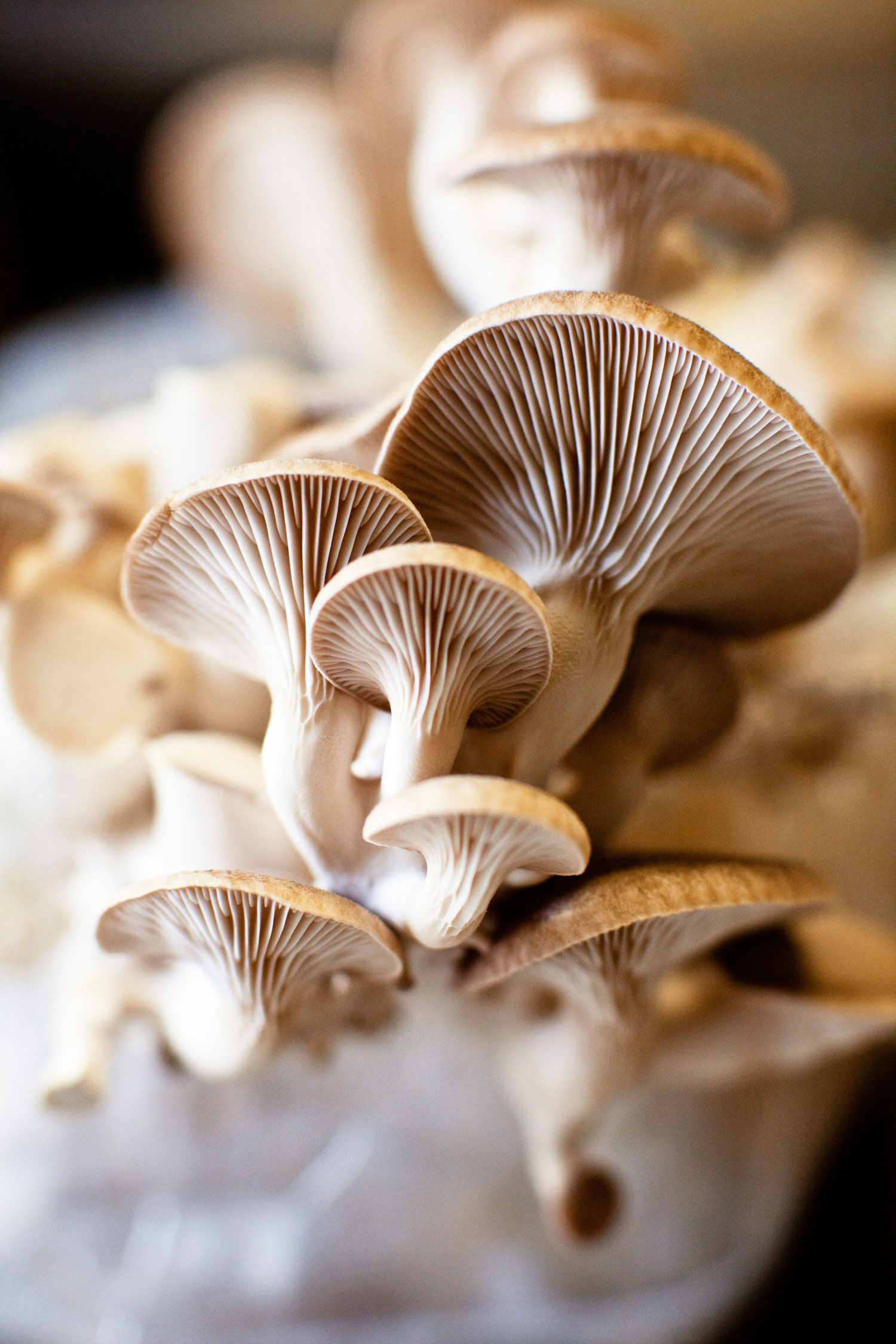 more-mushroom-sources