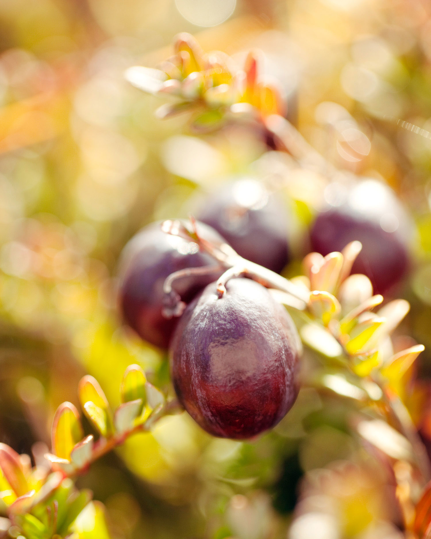 more-vine-ripened-cranberries