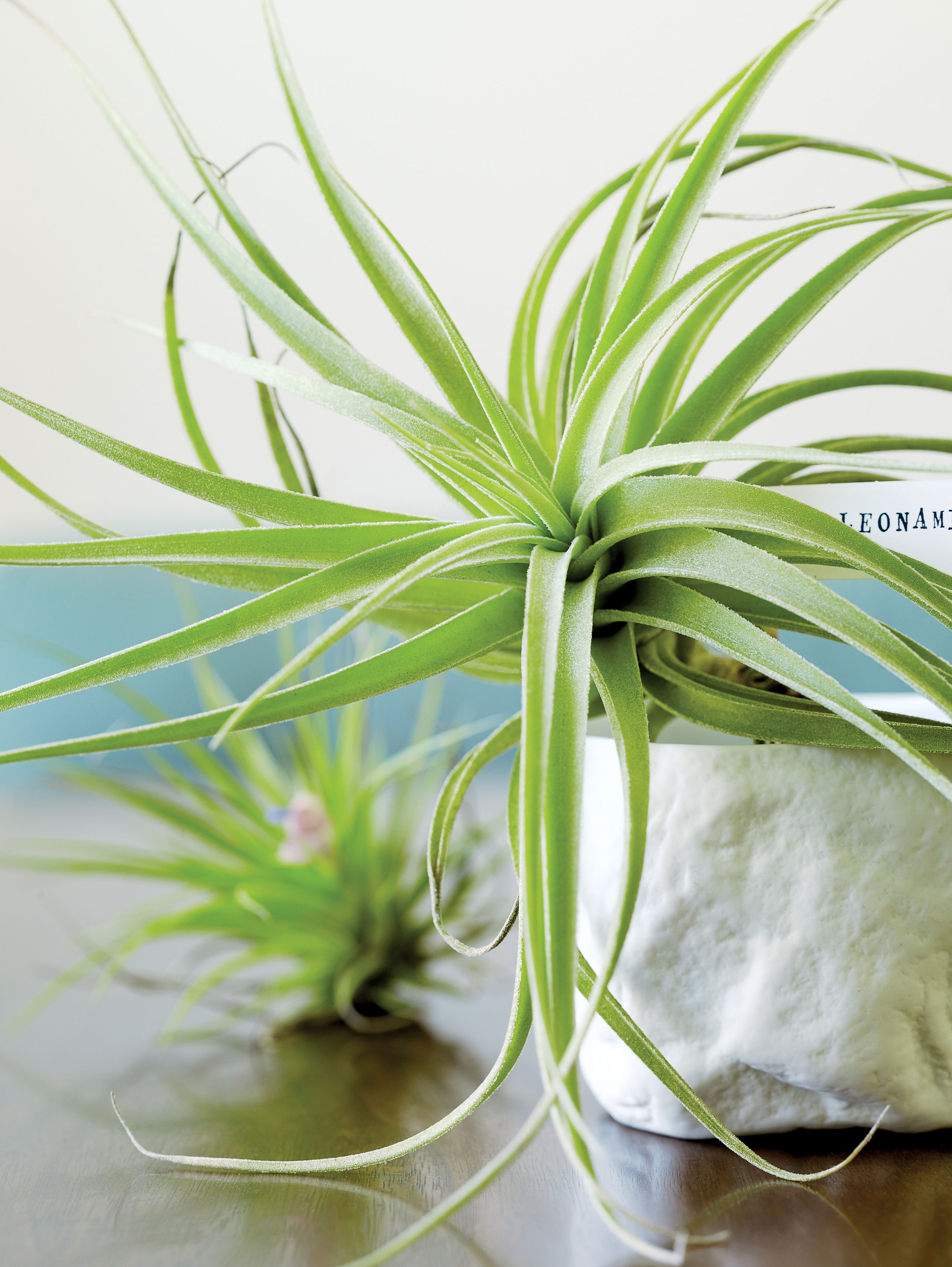 Falling for Air Plants