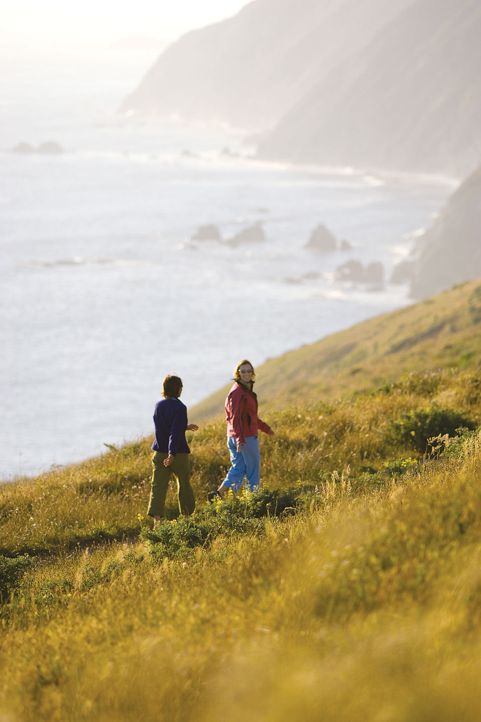 Sunshine Blooms at Point Reyes