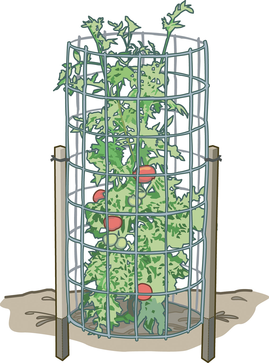 How to Train Tomatoes