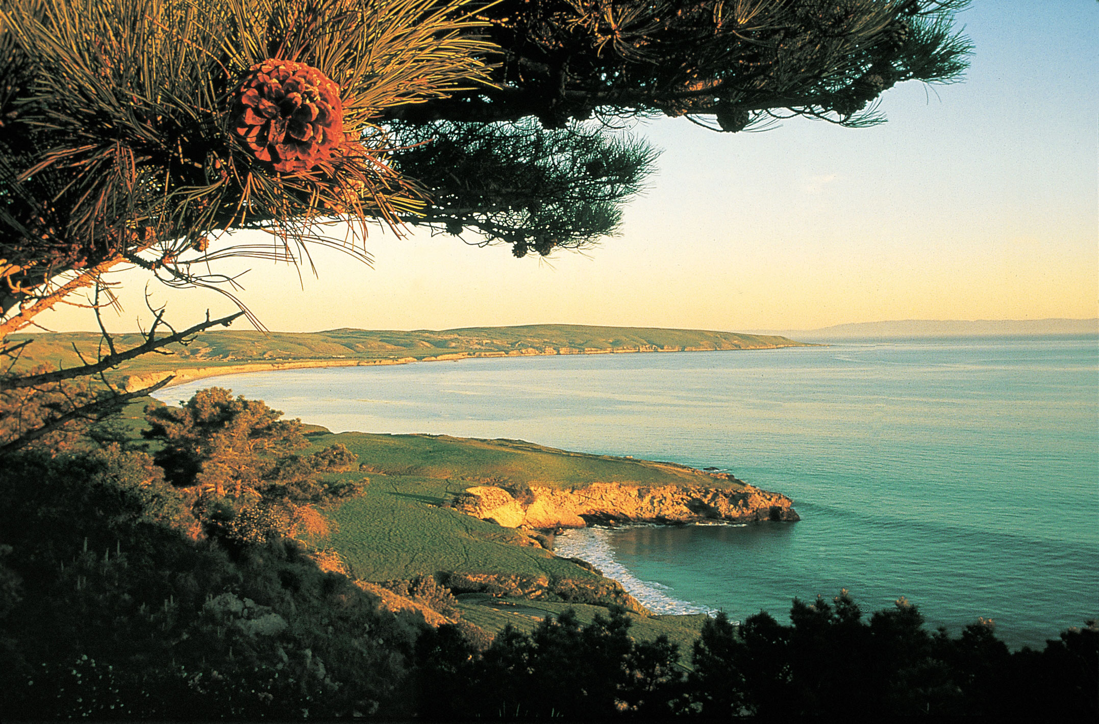 torrey-pines-santa-rosa-island