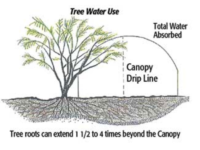 Tree root drip line