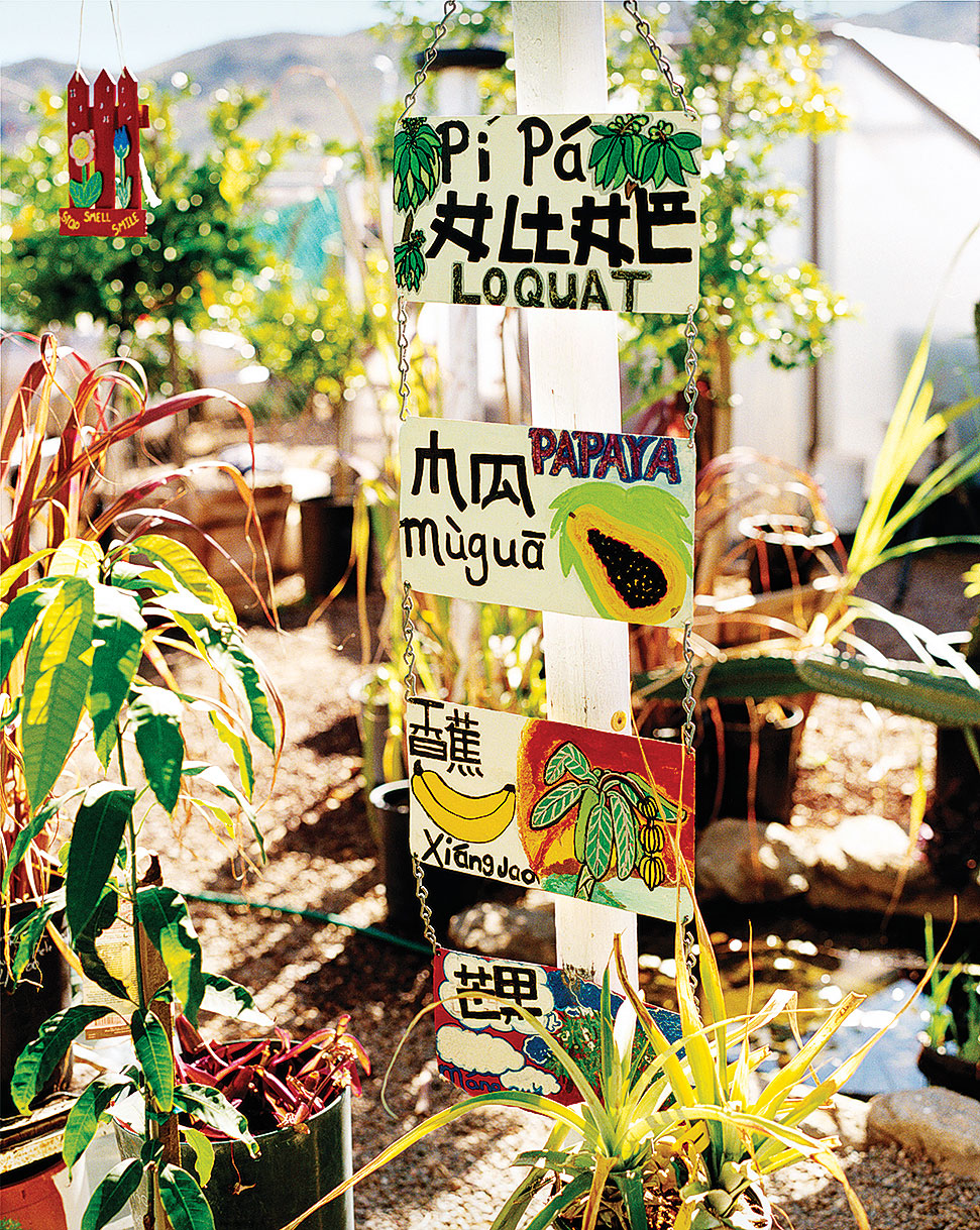 scoop-up-exotic-fruit