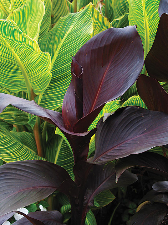 tropicanna-black-canna