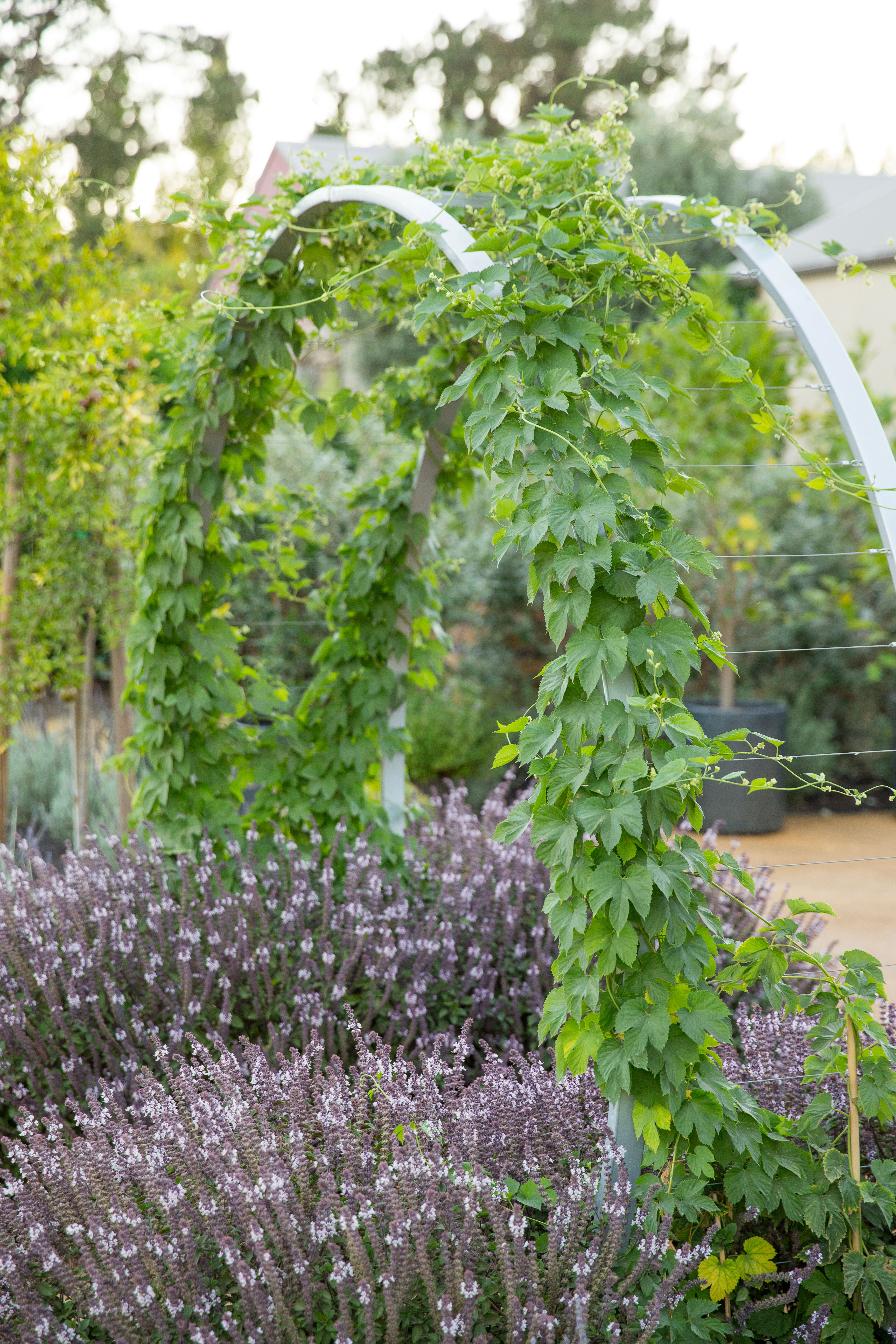 8 Ideas for Growing a Cocktail Garden