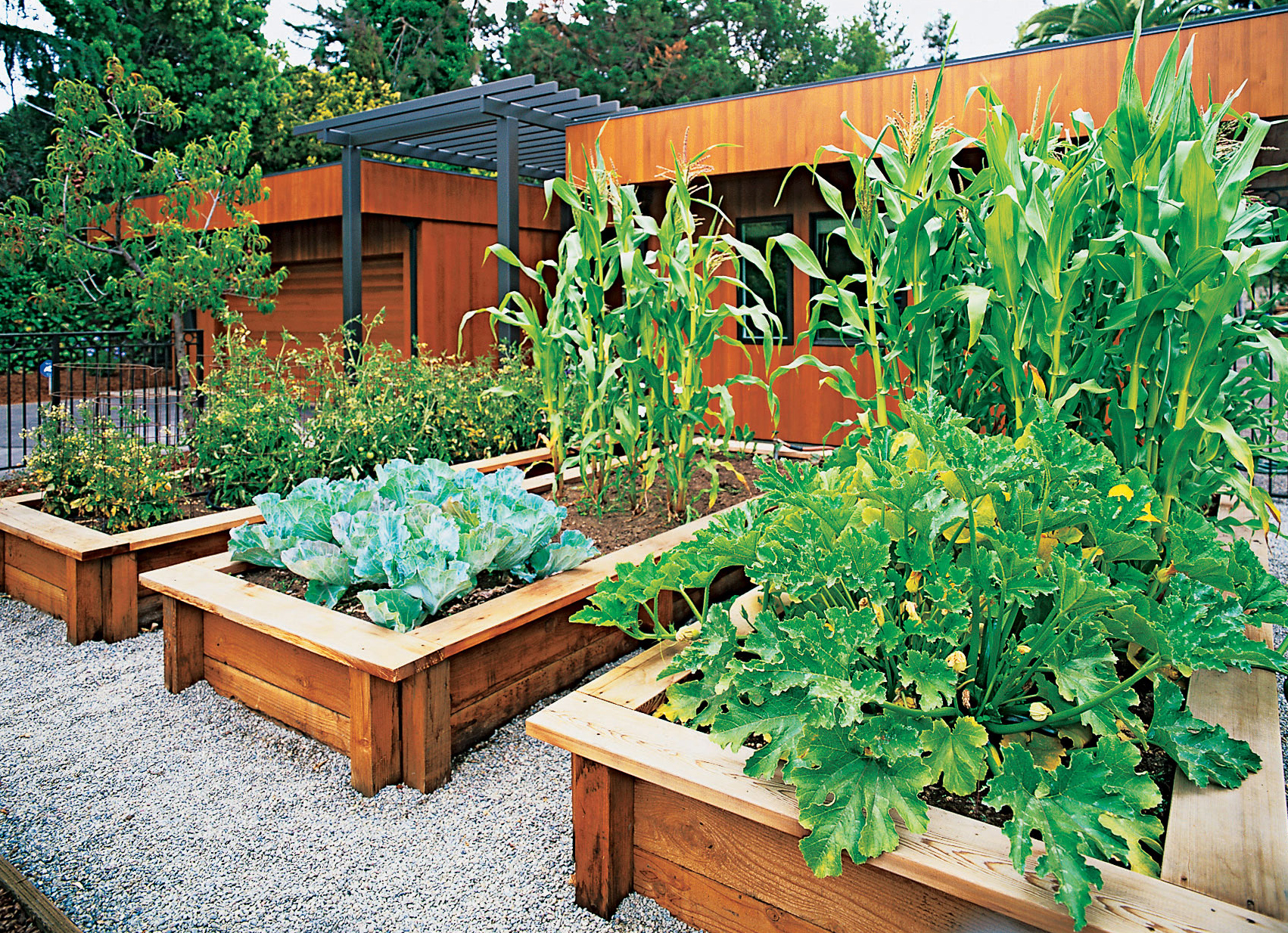 Backyard Vegetable Garden And Landscaping